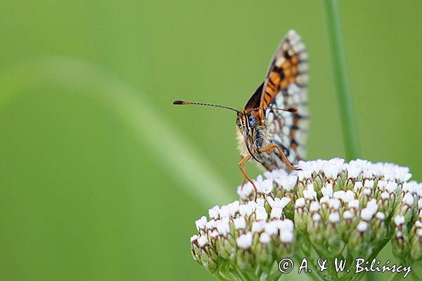 Przeplatka atalia, Melitaea athalia na krwawniku pospolitym, Achillea millefolium