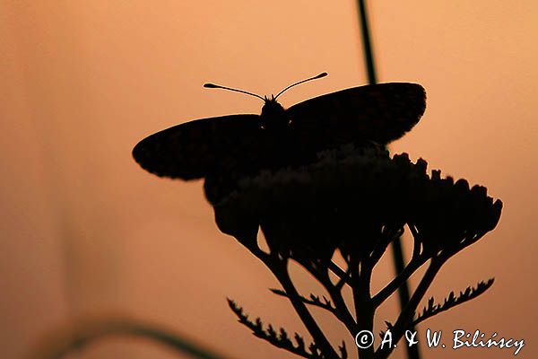 Przeplatka atalia, Melitaea athalia na krwawniku pospolitym, Achillea millefolium