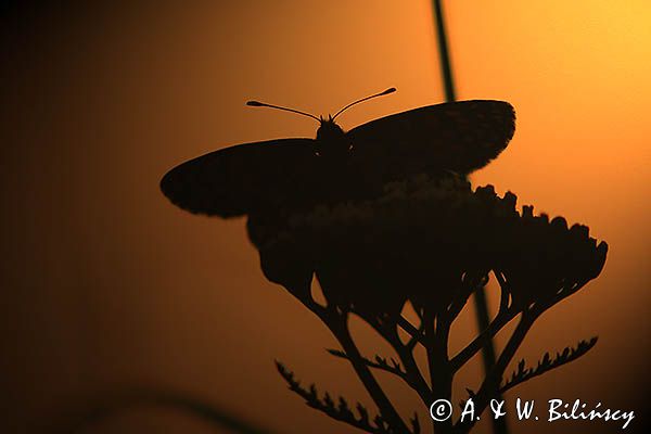 Przeplatka atalia, Melitaea athalia na krwawniku pospolitym, Achillea millefolium