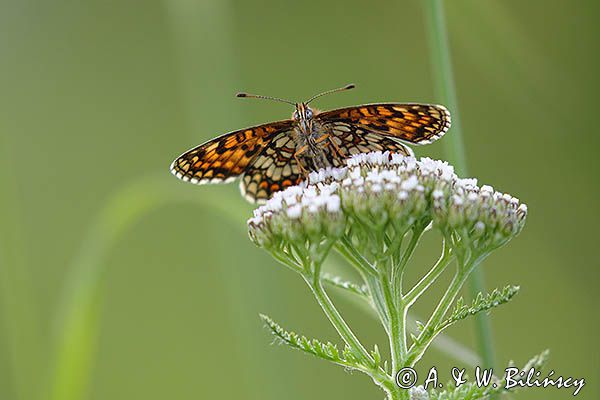 Przeplatka atalia, Melitaea athalia na krwawniku pospolitym, Achillea millefolium