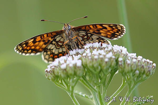 Przeplatka atalia, Melitaea athalia na krwawniku pospolitym, Achillea millefolium