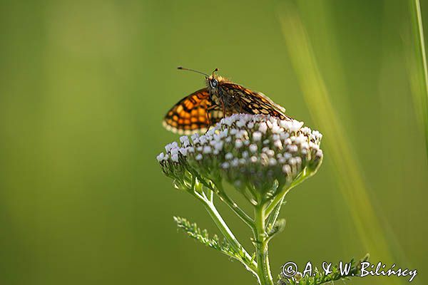 Przeplatka atalia, Melitaea athalia na krwawniku pospolitym, Achillea millefolium