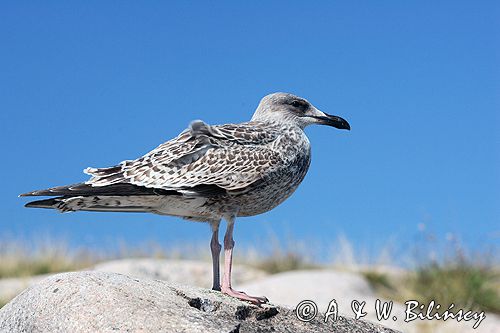 młodocina mewa siodłata Larus marinus