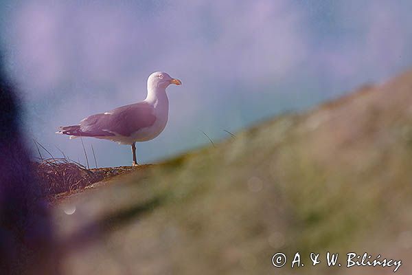 Mewa srebrzysta, Larus argentatus