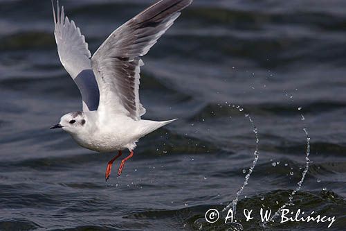 mewa mała Larus minutus