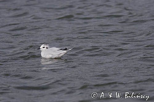 mewa mała Larus minutus