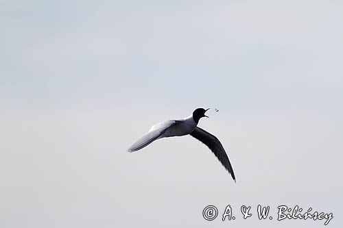 mewa mała łapiąca owada w locie, Larus minutus