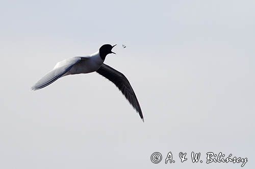 mewa mała łapiąca owada w locie, Larus minutus