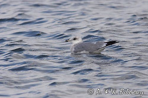 mewa pospolita Larus canus