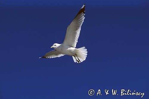 mewa pospolita Larus canus