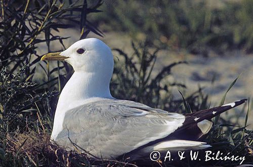 mewa pospolita Larus canus