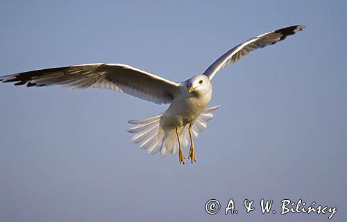 mewa pospolita Larus canus