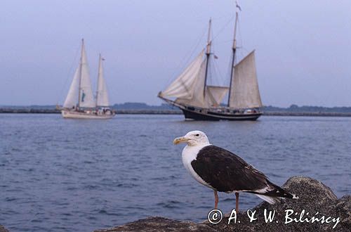 mewa siodłata, Larus marinus)