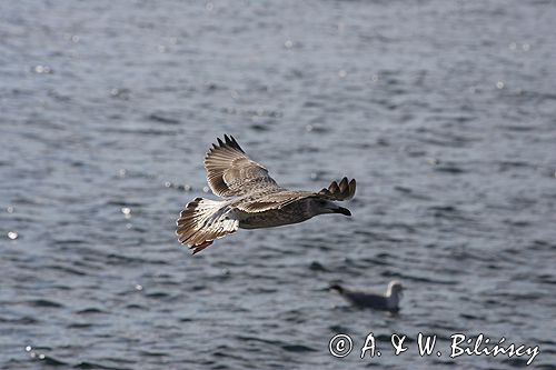 młodociana mewa siodłata Larus marinus