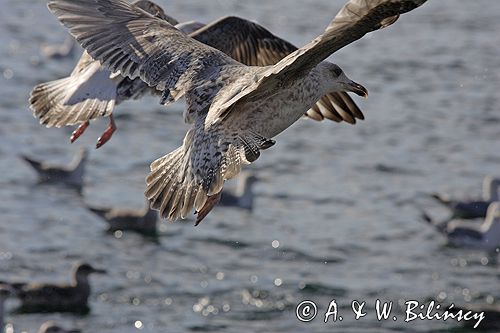 młodociana mewa siodłata Larus marinus