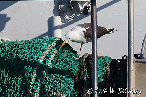 Mewa siodłata Larus marinus, Klintholm, wyspa Mon, Dania