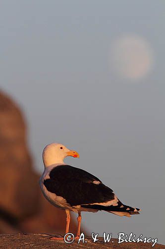 Mewa siodłata, Larus marinus, i księżyc