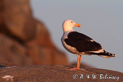 Mewa siodłata, Larus marinus