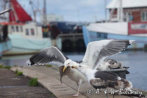 Mewa siodłata, Larus marinus, port rybacki Gilleleje, Północna Zelandia, Dania