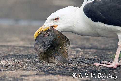 Mewa siodłata, Larus marinus z flądrą