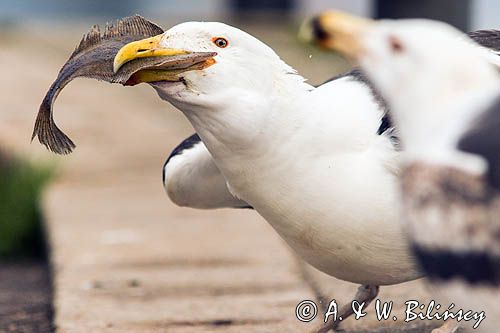 Mewa siodłata, Larus marinus z flądrą