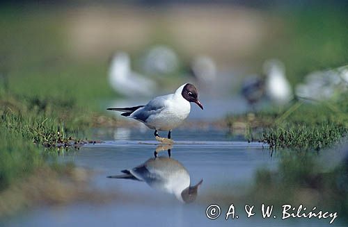 mewa śmieszka Larus ridibundus