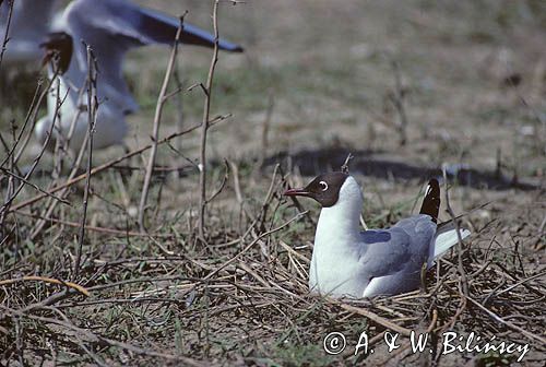 mewa śmieszka Larus ridibundus na gnieździe