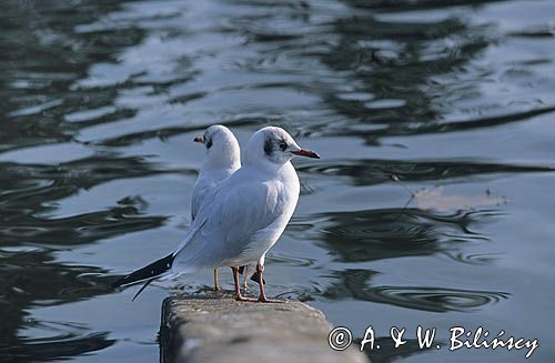 mewa śmieszka Larus ridibundus szata spoczynkowa