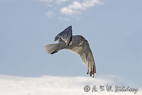 mewa srebrzysta Larus argentatus