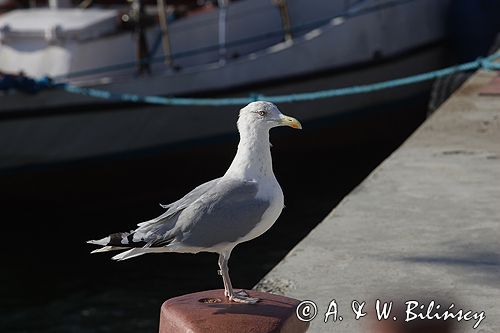 mewa srebrzysta Larus argentatus