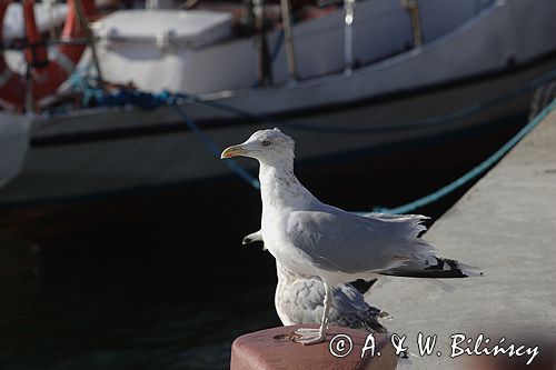 mewa srebrzysta Larus argentatus