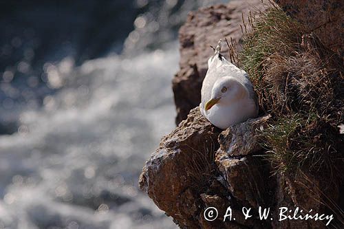 mewa na klifach koło Hammerhavn, wyspa Bornholm, Dania, mewa srebrzysta Larus argentatus