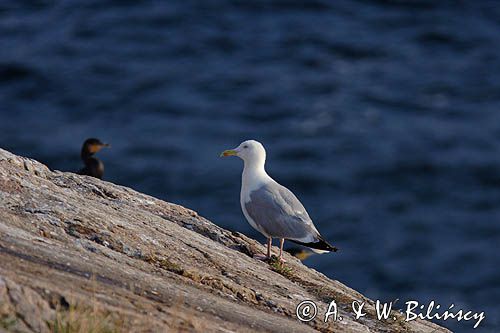 mewa na klifach koło Hammerhavn, wyspa Bornholm, Dania, mewa srebrzysta Larus argentatus