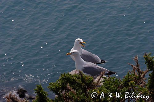 Mewa srebrzysta Larus argentatus