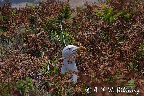 Mewa srebrzysta Larus argentatus na gnieździe