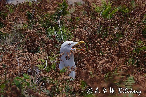 Mewa srebrzysta Larus argentatus na gnieździe