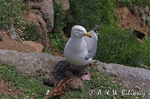Mewa srebrzysta Larus argentatus z pisklętami