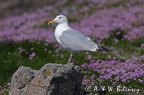 Mewa srebrzysta Larus argentatus