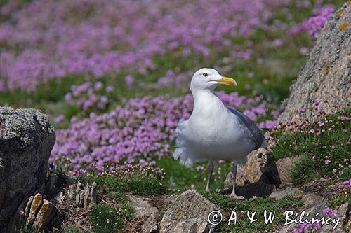 Mewa srebrzysta Larus argentatus