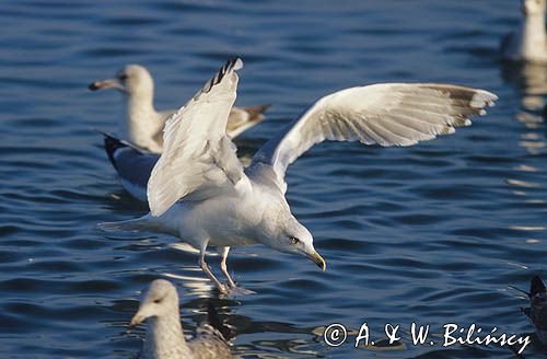 Mewa Srebrzysta, Larus argentatus