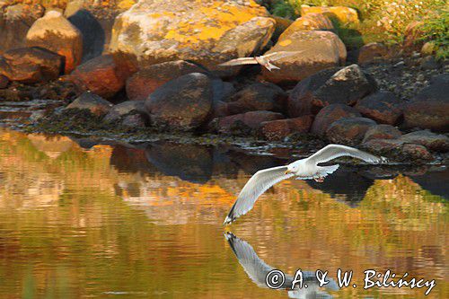 Mewa srebrzysta, Larus argentatus, Virkesholmarna, Zachodnia Szwecja, Kattegat