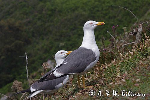 mewa żółtonoga brytyjska Larus fuscus graellsii, Herm Island, Channel Islands