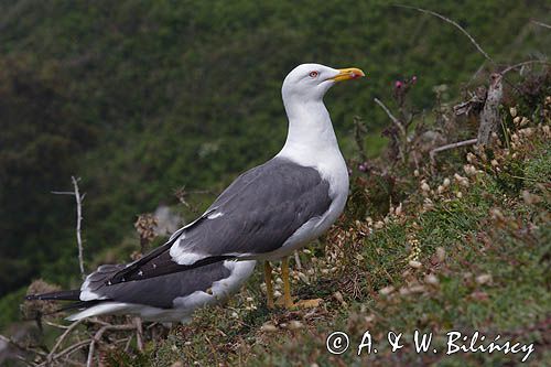 mewa żółtonoga brytyjska Larus fuscus graellsii, Herm Island, Channel Islands