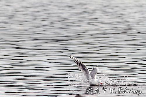 mewa śmieszka, Chroicocephalus ridibundus, syn. Larus ridibundus