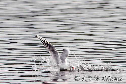 mewa śmieszka, Chroicocephalus ridibundus, syn. Larus ridibundus