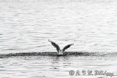 mewa śmieszka, Chroicocephalus ridibundus, syn. Larus ridibundus