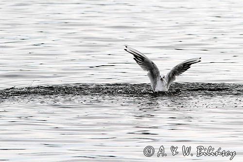mewa śmieszka, Chroicocephalus ridibundus, syn. Larus ridibundus