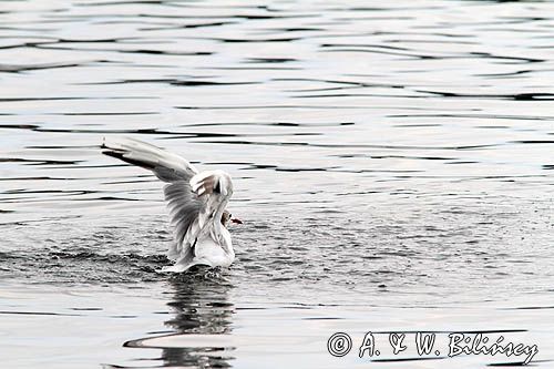 mewa śmieszka, Chroicocephalus ridibundus, syn. Larus ridibundus