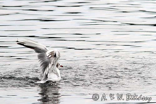mewa śmieszka, Chroicocephalus ridibundus, syn. Larus ridibundus