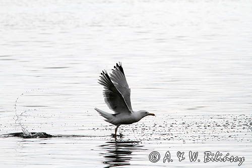 Mewa srebrzysta Larus argentatus